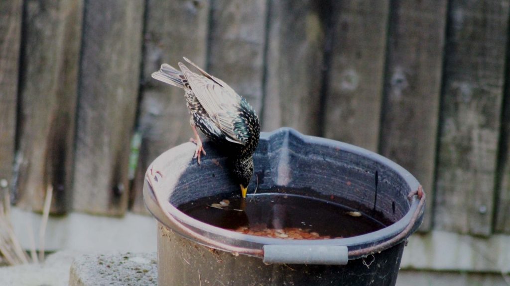 Un uccellino che beve acqua da un catino. In inverno è importante proteggere gli uccellini dal rigore. Fare trovare ciotole di acqua fresca è importante 