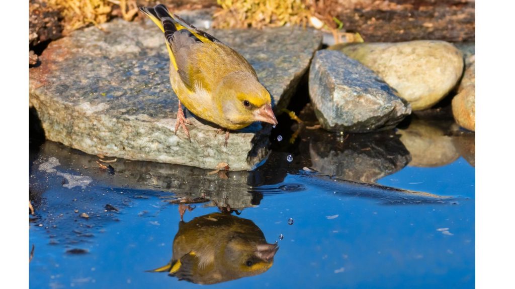 Un uccellino che beve acqua da una pozza. In inverno è importante proteggere gli uccellini dal rigore. Fare trovare ciotole di acqua fresca è importante 